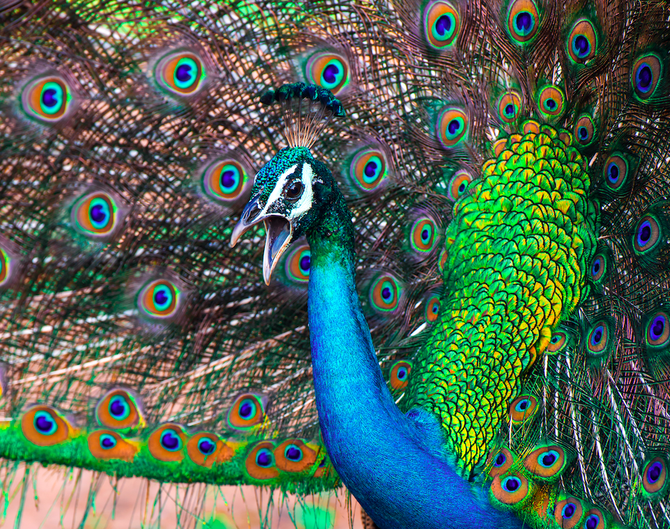 Planning Your Tour of Sri Lanka