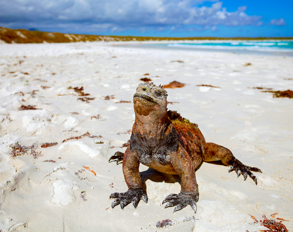 Galapagos Cruises