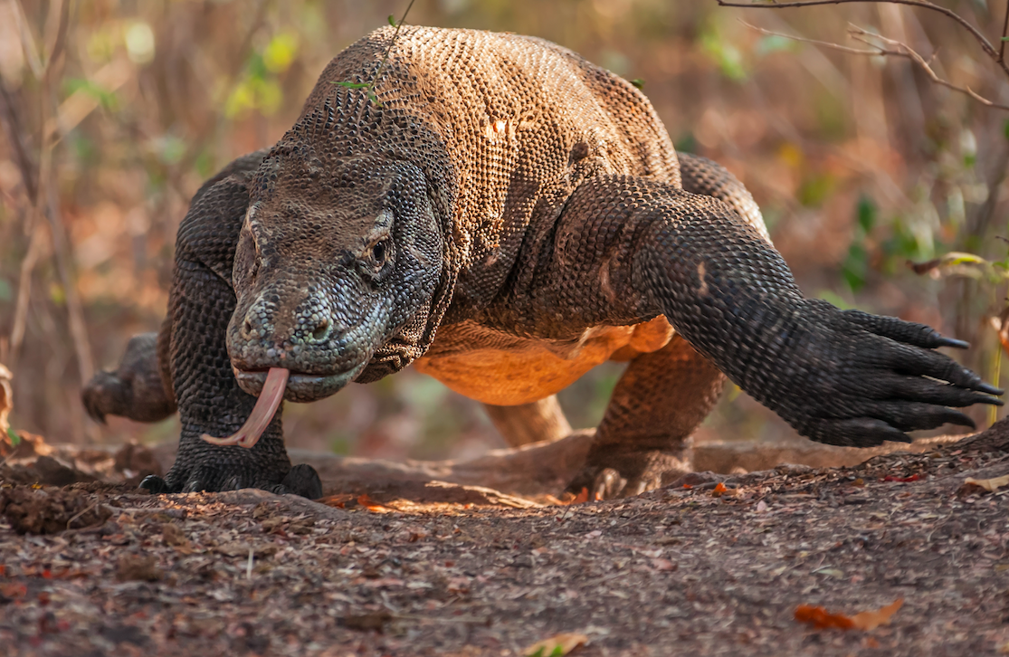 Wonders of Indonesia