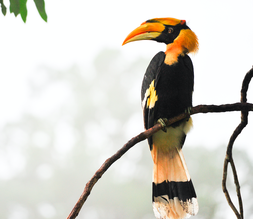 Borneo Wildlife Kinabatangan River
