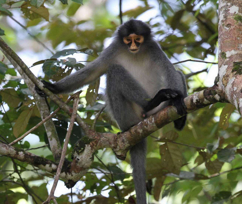 Tabin Wildlife Reserve