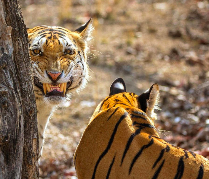 Wildlife of Madhya Pradesh