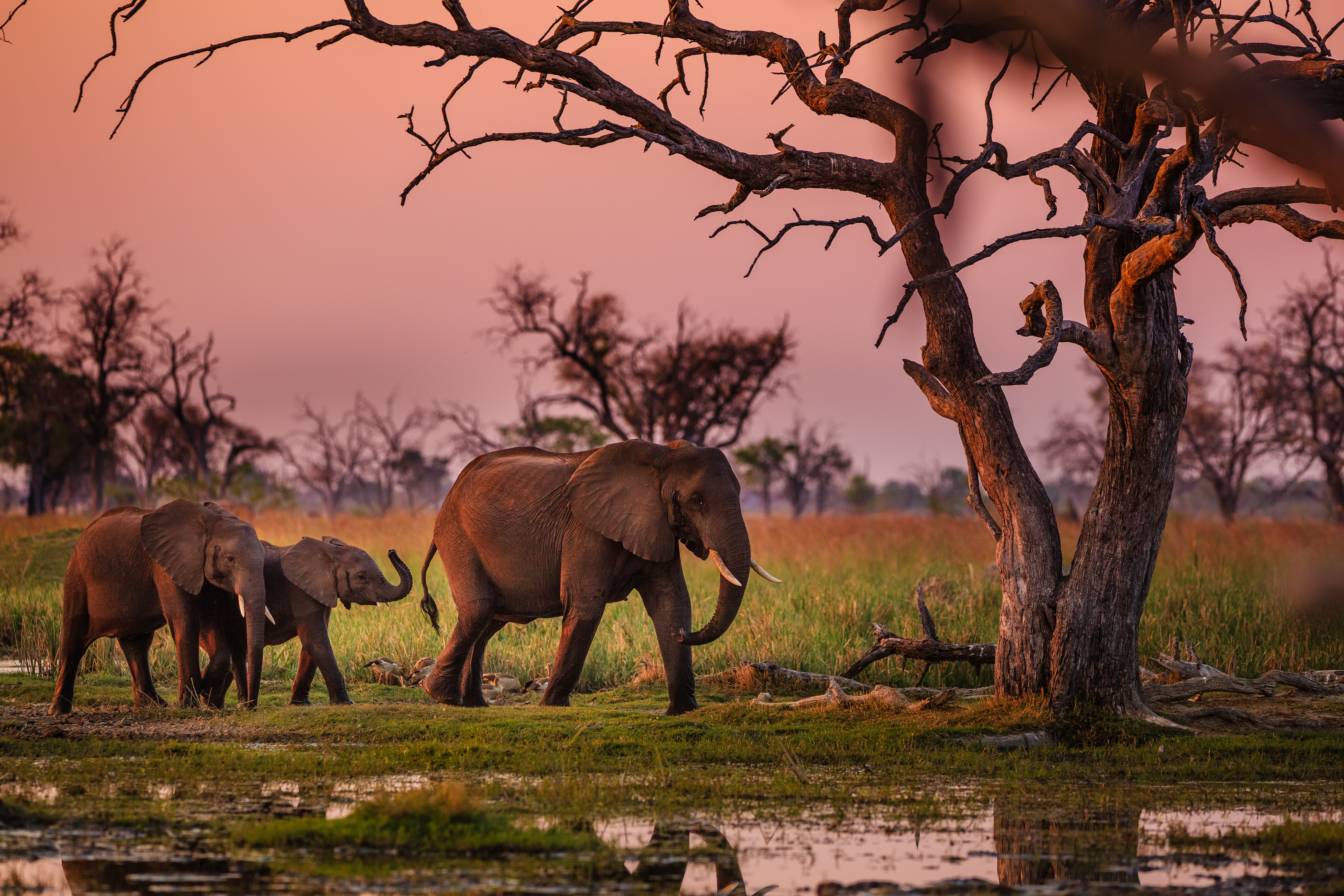 Safari & Beach: 