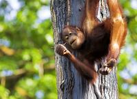 Close Encounters of the Furred Kind