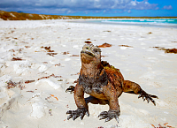 Galapagos Cruises