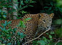 Noel Rodrigos Leopard Safaris