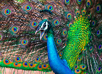 Planning Your Tour of Sri Lanka