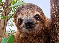 Wildlife of Costa Rica