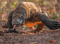 Wonders of Indonesia