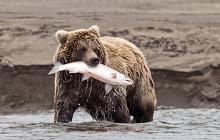 Knight Inlet Grizzly Bear Experience