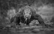 Bali, Gili Isles & Komodo