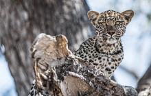 Botswana Safari Honeymoon