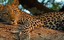 Bush & Beach Tanzania Honeymoon