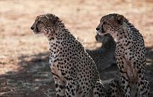 Cape Town and Madikwe