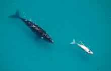 Cape Town, Wine & Whales