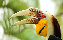 Classic Borneo & Beach