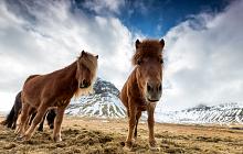 Classic Family Iceland