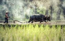 Cruise & Vietnam Tour