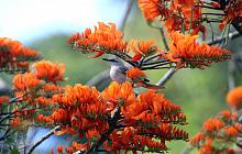 Cuffie River Nature Retreat