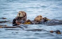 Glacier Bay & Inside Passage Alaskan Cruise