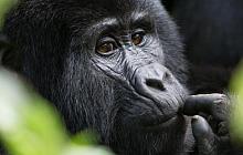 Gorillas & Maasai Mara