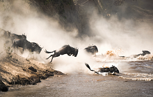 Gorillas & Migration