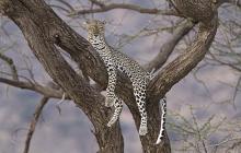 Highlights of Botswana Luxury Safari Holiday