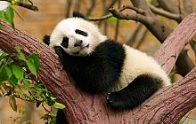 In Pursuit of Pandas