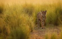 In Search of Tigers