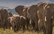 Kenya Safari & Zanzibar