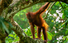 Kuala Lumpur & Borneo