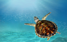 La Digue & Cerf Island