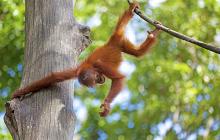 Luxury Bali & Borneo Honeymoon