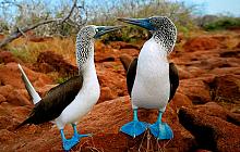 Luxury Machu Picchu & Galapagos Cruise