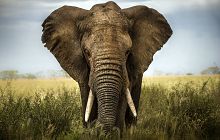 Masai Mara & Zanzibar 