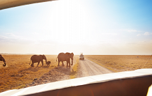 Masai Mara & Zanzibar