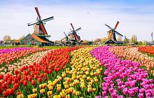 Netherland in Bloom