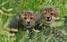 Safari & Beach Luxury Honeymoon