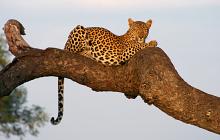 South Africa & Mozambique 