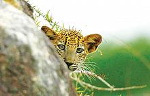 Wild Sri Lanka