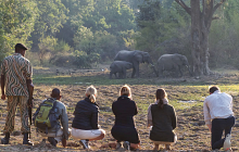 Zambia Walking Safari