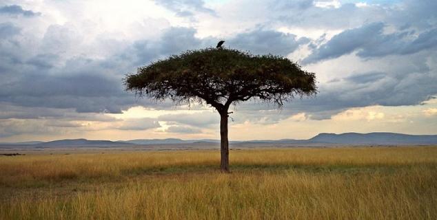 Acacia Tree, Masai Mara
