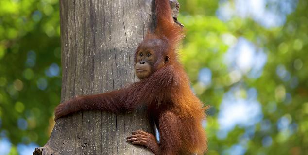 Baby Orang-utan