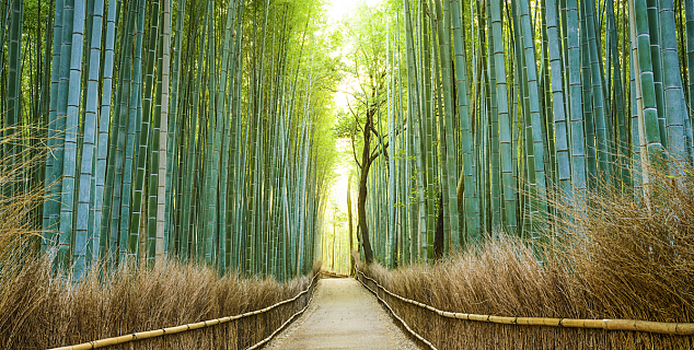 Bamboo Walkway, Kyoto