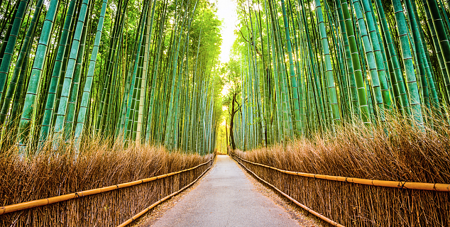 Bamboo path Kyoto