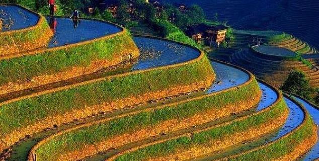 Banaue Rice Terraces