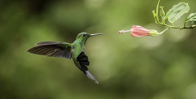 Birdlife in Costa Rica
