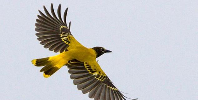 Black Hooded Oriole