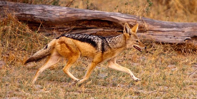 Black backed jackal