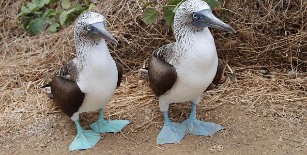 Blue-footed Boobies